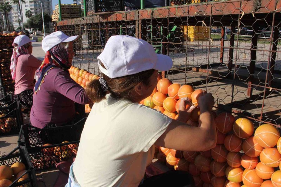 Mersin, Narenciye Festivali’ne Hazırlanıyor