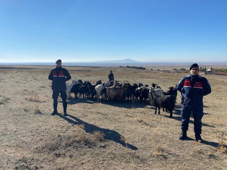 Kaybolan Küçükbaş Hayvanlar Jandarma Ekiplerince Bulundu