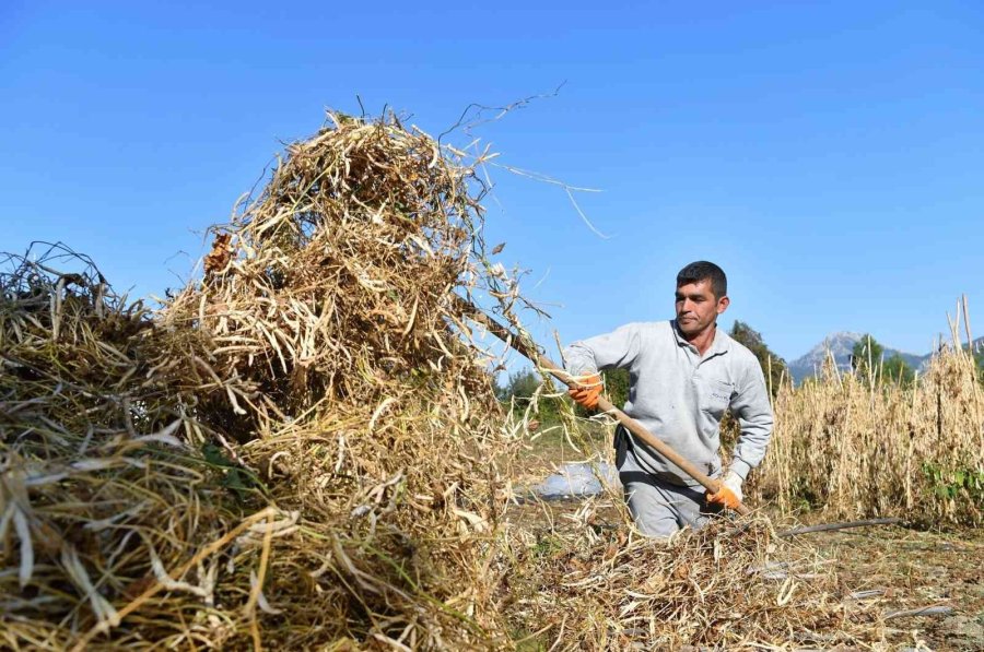 Konyaaltı Örnek Oldu, Fasulyede Üretim Arttı