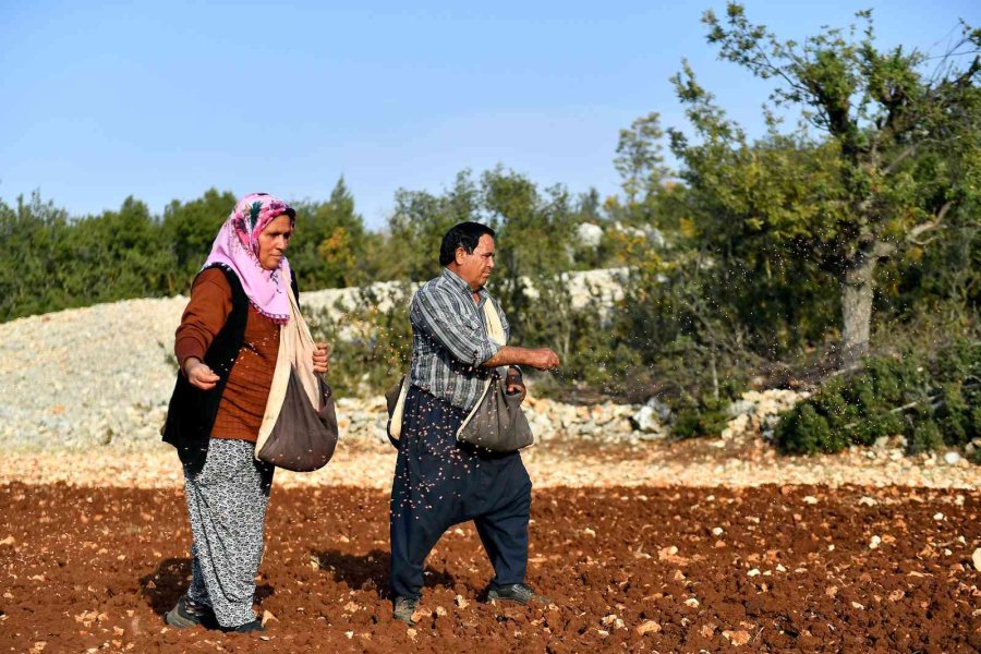 Mersin’de 12 Mahallede Yerel Buğday Üretilecek