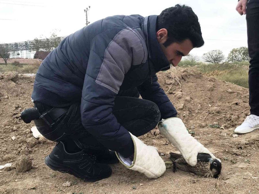 Polislerin Arazide Ayakları Bağlı Bulduğu Doğan Tedaviye Alındı