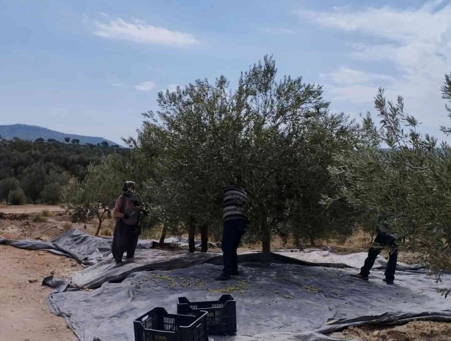 Mersin’de Zeytin Üreticileri Hasat İçin İşçi Bulamıyor