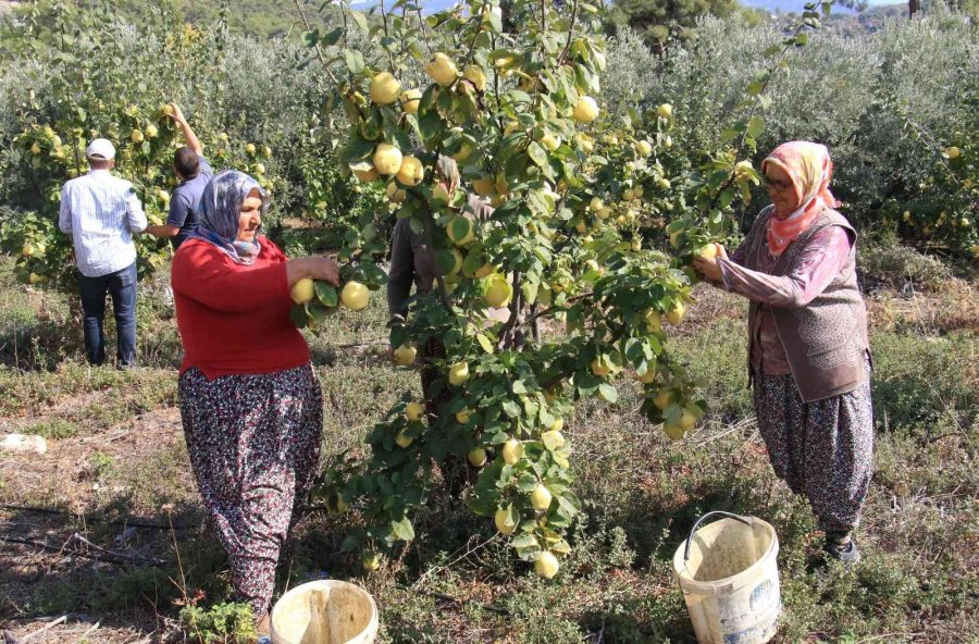 Atıl Arazi Genç Çiftçi İle Tarıma Kazandırıldı, Her Bir Ağacı 25-30 Kilo Meyve Veriyor