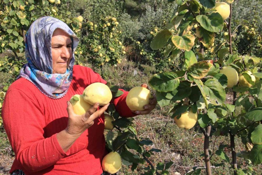 Atıl Arazi Genç Çiftçi İle Tarıma Kazandırıldı, Her Bir Ağacı 25-30 Kilo Meyve Veriyor