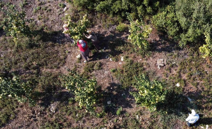 Atıl Arazi Genç Çiftçi İle Tarıma Kazandırıldı, Her Bir Ağacı 25-30 Kilo Meyve Veriyor