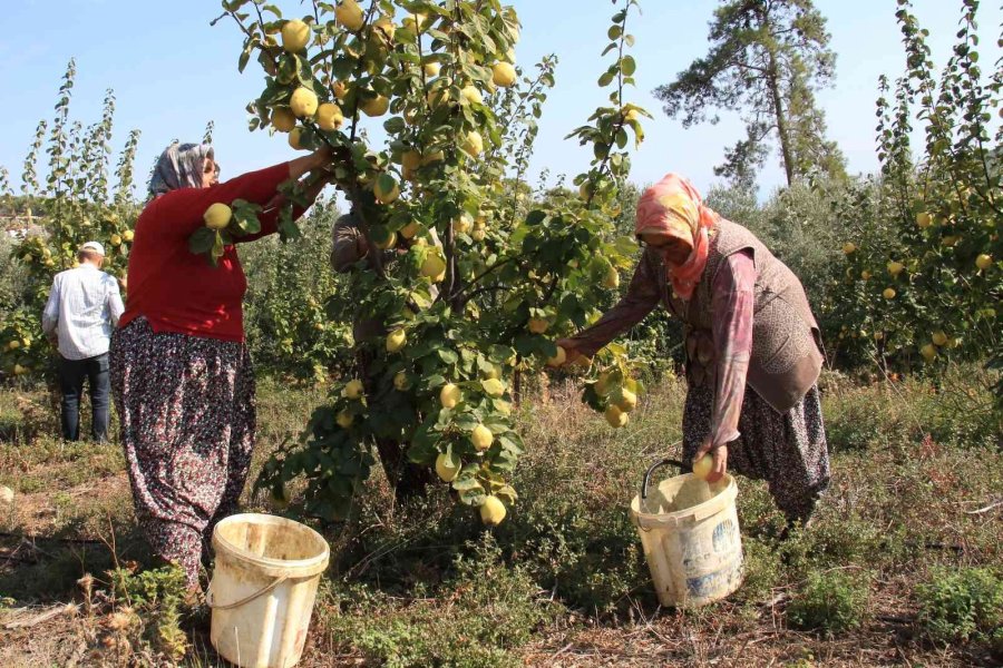 Atıl Arazi Genç Çiftçi İle Tarıma Kazandırıldı, Her Bir Ağacı 25-30 Kilo Meyve Veriyor