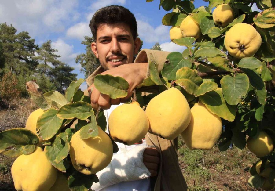 Atıl Arazi Genç Çiftçi İle Tarıma Kazandırıldı, Her Bir Ağacı 25-30 Kilo Meyve Veriyor