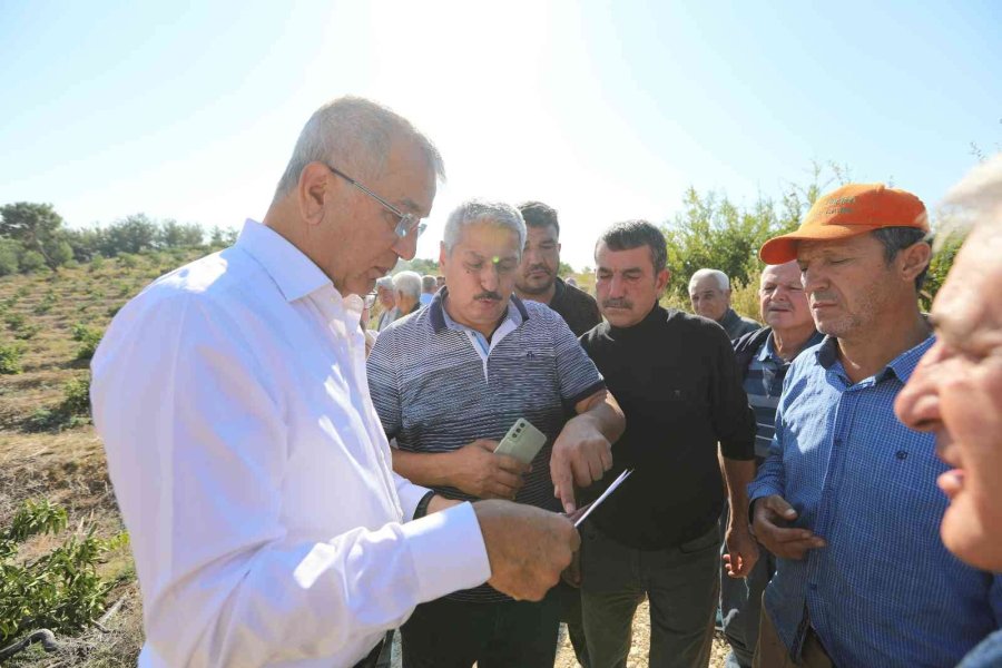 Mersin’de Limon Ağaçlarının Kesilmesi Tepki Çekti