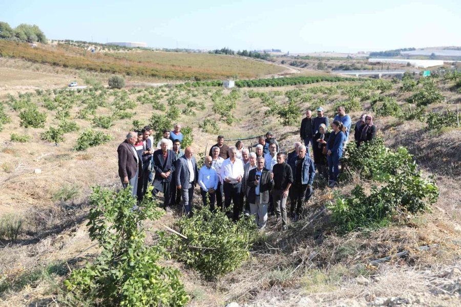 Mersin’de Limon Ağaçlarının Kesilmesi Tepki Çekti