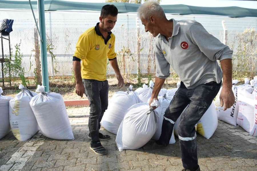 Tarsus Belediyesi Çiftçilere Ücretsiz ’ata Tohumu’ Buğday Dağıttı