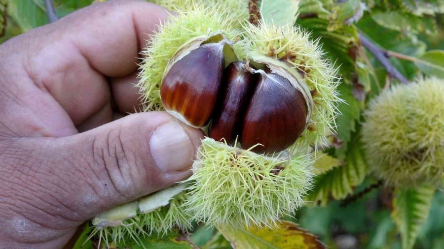 Kuraklığa Dayanıklı Kestane Alternatif Oldu, Geliriyle Yüz Güldürüyor