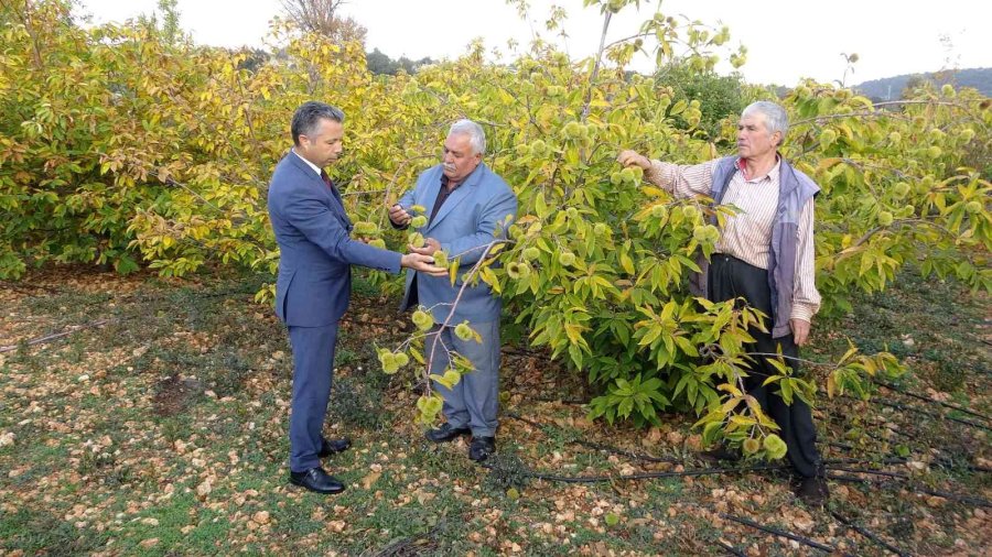 Kuraklığa Dayanıklı Kestane Alternatif Oldu, Geliriyle Yüz Güldürüyor