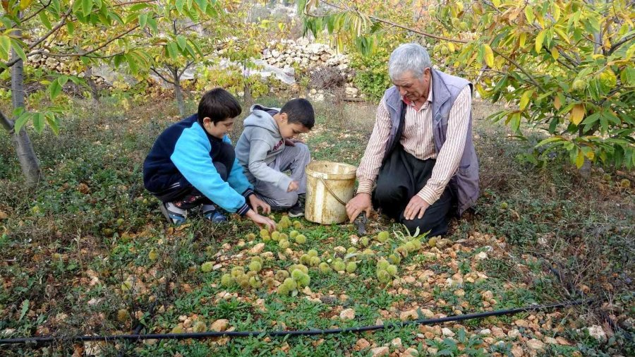 Kuraklığa Dayanıklı Kestane Alternatif Oldu, Geliriyle Yüz Güldürüyor