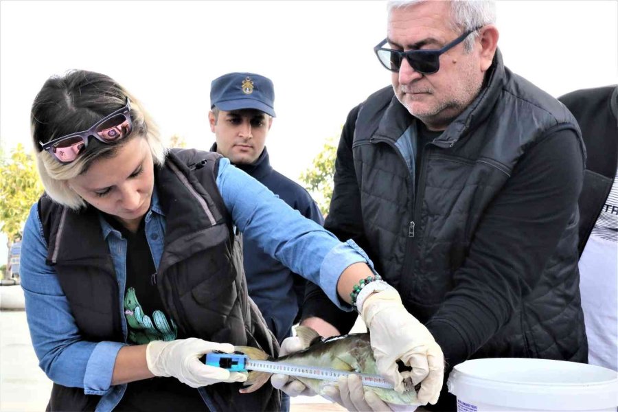 Balıkçılar, Korkulu Rüyası Haline Gelen Balon Balığını Yakalamak İçin Yarıştı