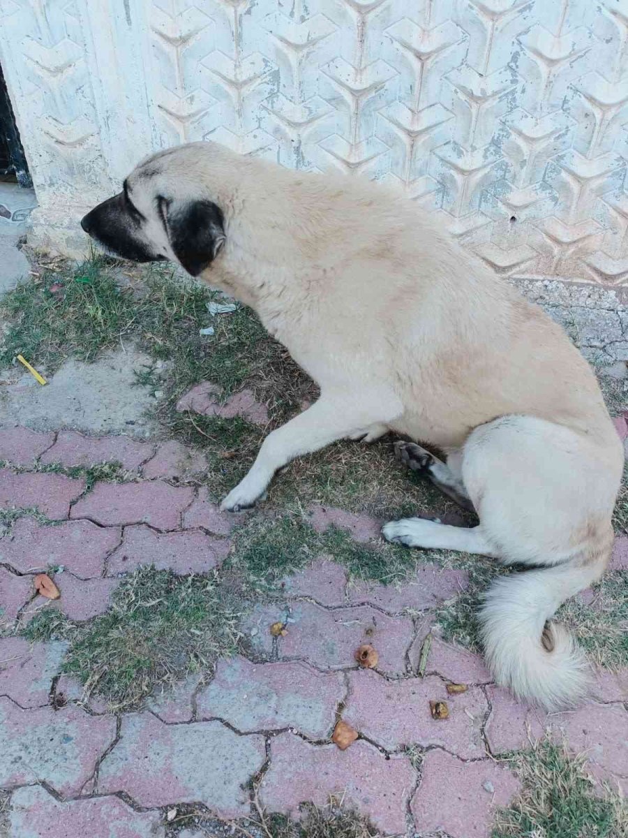 Hamile Kadına Köpek Saldırdı