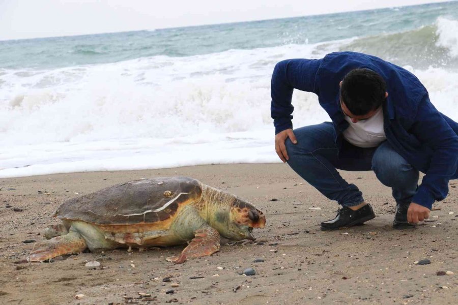 Mersin’de Ölü Caretta Caretta Sahile Vurdu