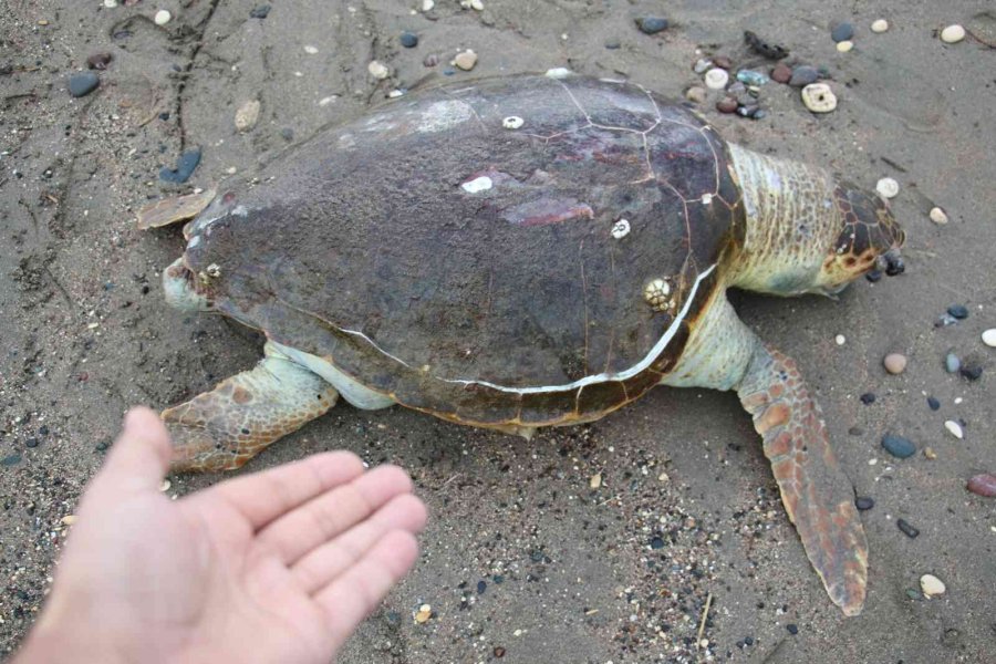 Mersin’de Ölü Caretta Caretta Sahile Vurdu