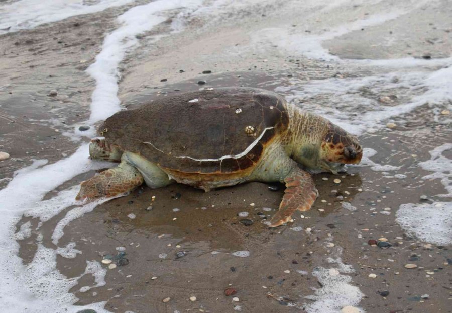 Mersin’de Ölü Caretta Caretta Sahile Vurdu