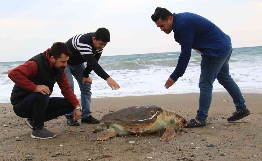 Mersin’de Ölü Caretta Caretta Sahile Vurdu