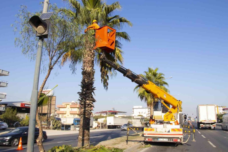 Mersin’de Refüjlerde Ağaçların Bakımı Yapılıyor