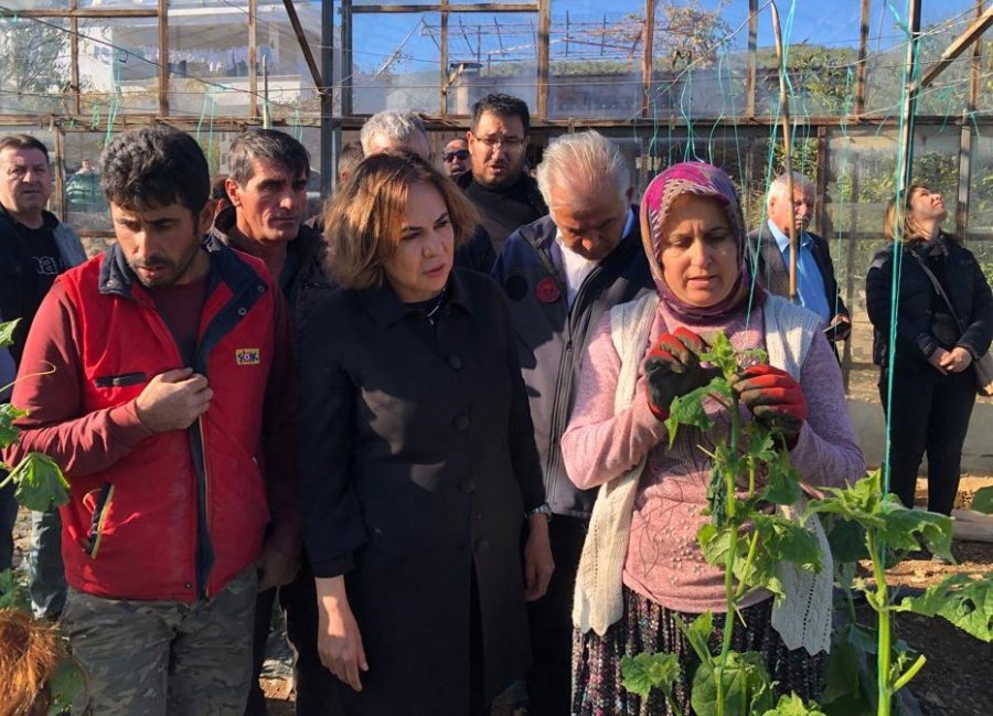 Yılmaz, Silifke’de Doludan Zarar Gören Seralarda İncelemelerde Bulundu