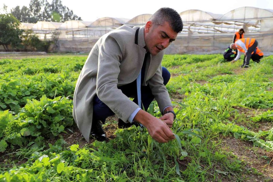 Akdeniz’de Toprakla Buluşturulan Maralfalfa Bitkisi Çelikleri Yeşerdi