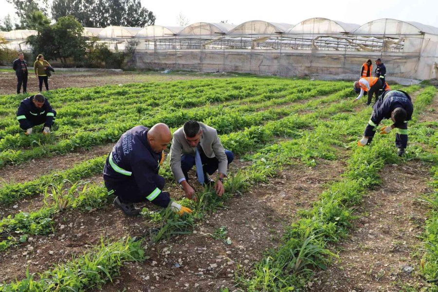 Akdeniz’de Toprakla Buluşturulan Maralfalfa Bitkisi Çelikleri Yeşerdi