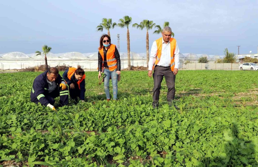 Akdeniz’de Toprakla Buluşturulan Maralfalfa Bitkisi Çelikleri Yeşerdi