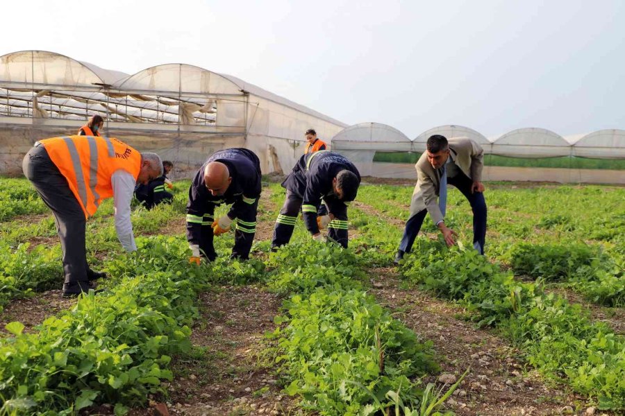 Akdeniz’de Toprakla Buluşturulan Maralfalfa Bitkisi Çelikleri Yeşerdi