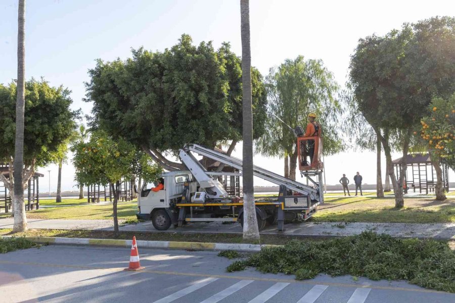 Mersin’de Ağaçlara Kış Bakımı