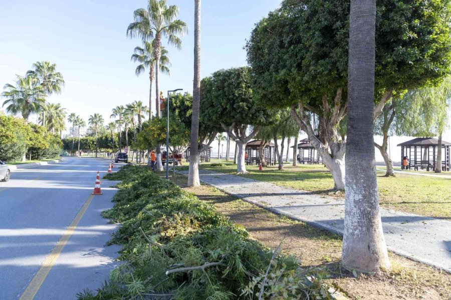 Mersin’de Ağaçlara Kış Bakımı