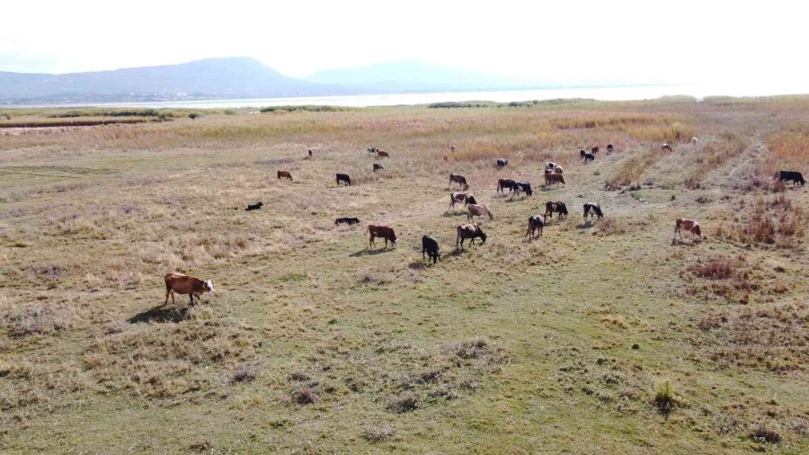 Beyşehir Gölü İsmini Aldığı Beyşehir’den Uzaklaşıyor