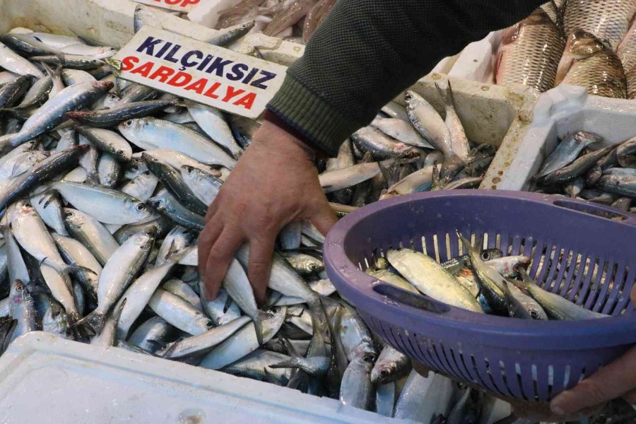 Akdeniz’de Sardalya Bereketi