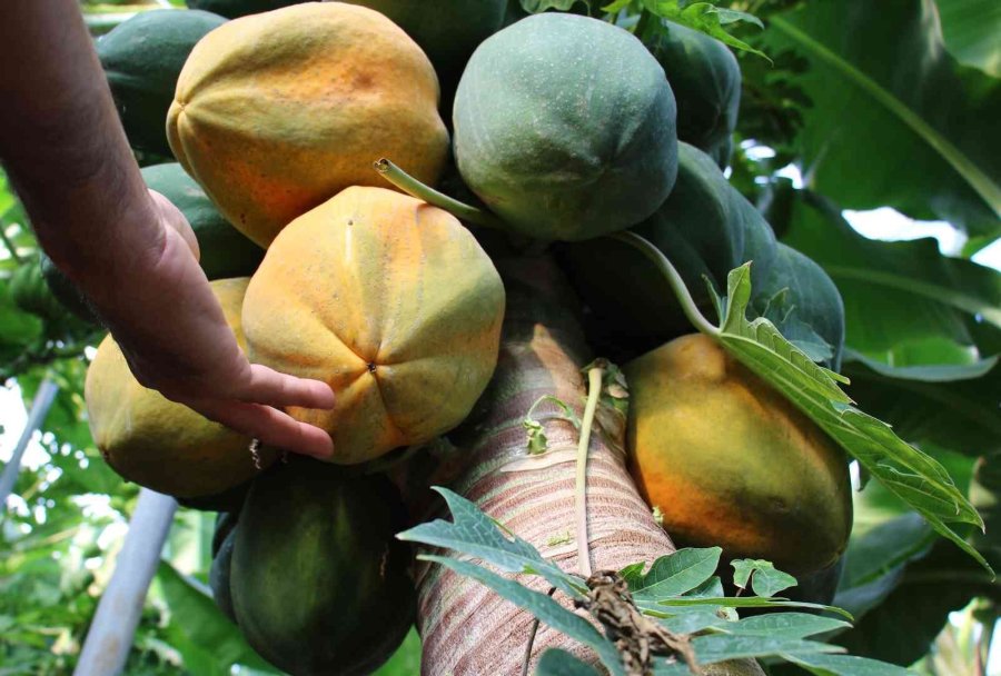 Örtü Altında Papaya Üretimi Denendi, Bir Fidan 60 Kilo Ürün Verdi