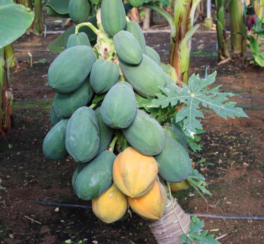 Örtü Altında Papaya Üretimi Denendi, Bir Fidan 60 Kilo Ürün Verdi