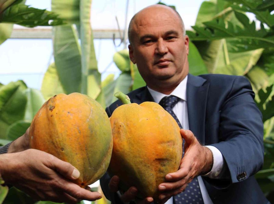 Örtü Altında Papaya Üretimi Denendi, Bir Fidan 60 Kilo Ürün Verdi