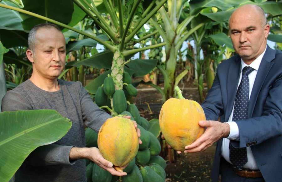 Örtü Altında Papaya Üretimi Denendi, Bir Fidan 60 Kilo Ürün Verdi