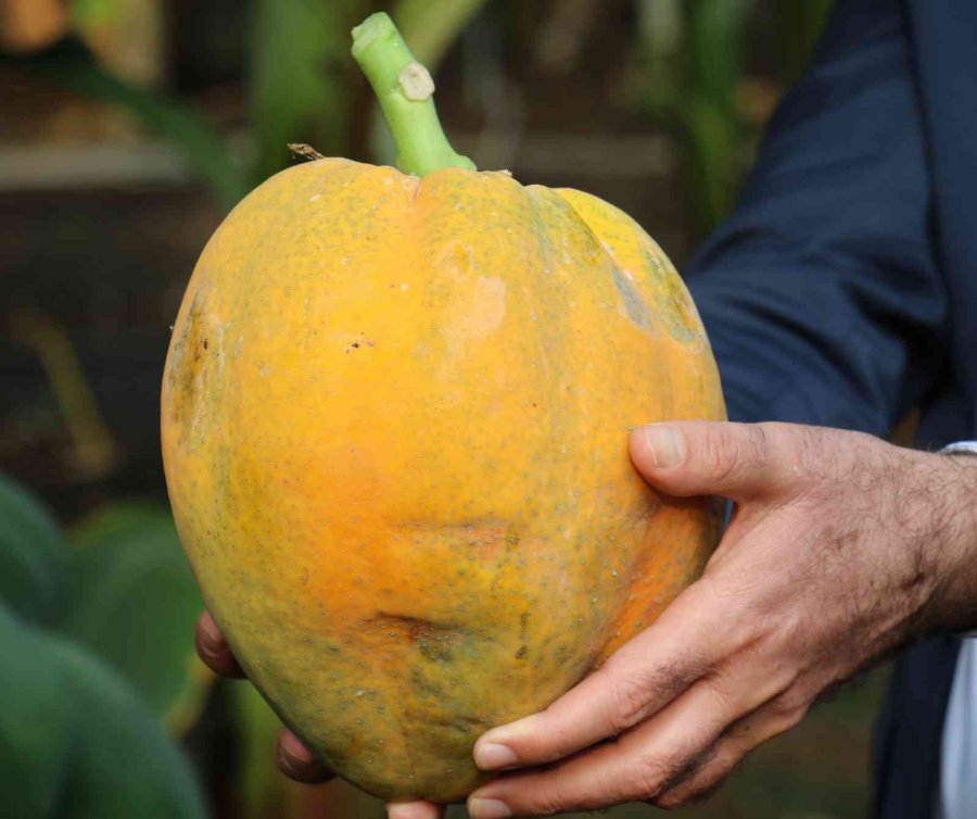 Örtü Altında Papaya Üretimi Denendi, Bir Fidan 60 Kilo Ürün Verdi