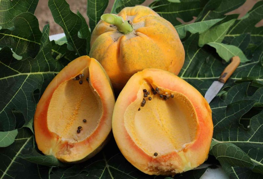 Örtü Altında Papaya Üretimi Denendi, Bir Fidan 60 Kilo Ürün Verdi