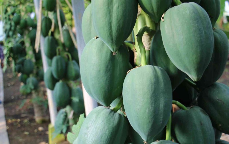 Örtü Altında Papaya Üretimi Denendi, Bir Fidan 60 Kilo Ürün Verdi