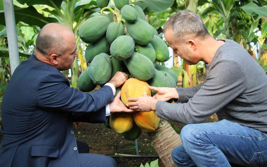 Örtü Altında Papaya Üretimi Denendi, Bir Fidan 60 Kilo Ürün Verdi