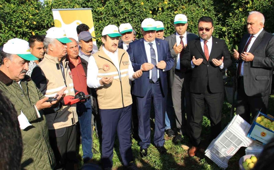 Limonun Başkentinde ’yoğun Hasat’ Dönemi: Vali Makası Eline Aldı, Kestiği Limonları Küfeyle Taşıdı