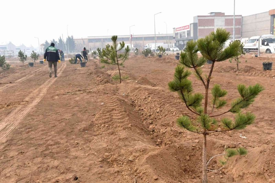 Karatay Belediyesinden Ağaç Dikme Etkinliği