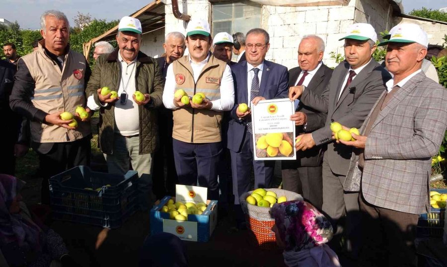 Limonun Başkentinde ’yoğun Hasat’ Dönemi: Vali Makası Eline Aldı, Kestiği Limonları Küfeyle Taşıdı