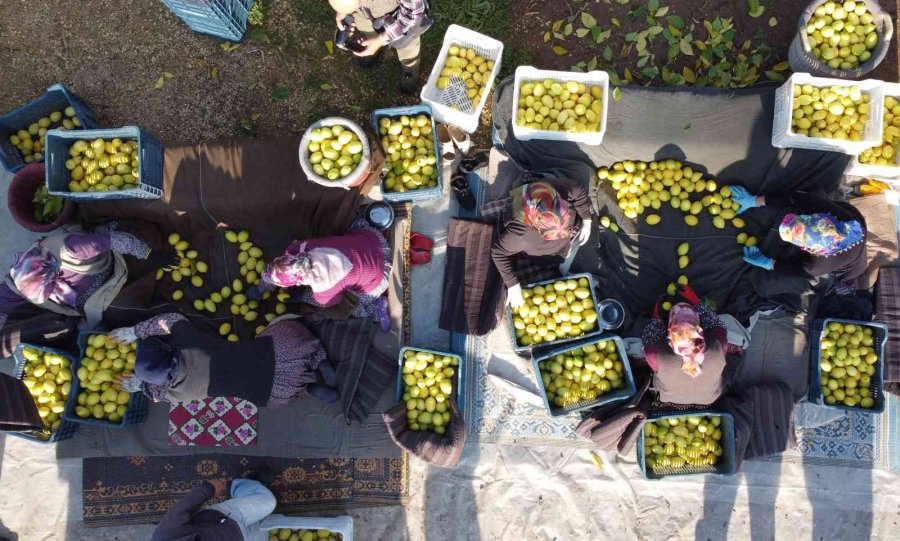 Limonun Başkentinde ’yoğun Hasat’ Dönemi: Vali Makası Eline Aldı, Kestiği Limonları Küfeyle Taşıdı