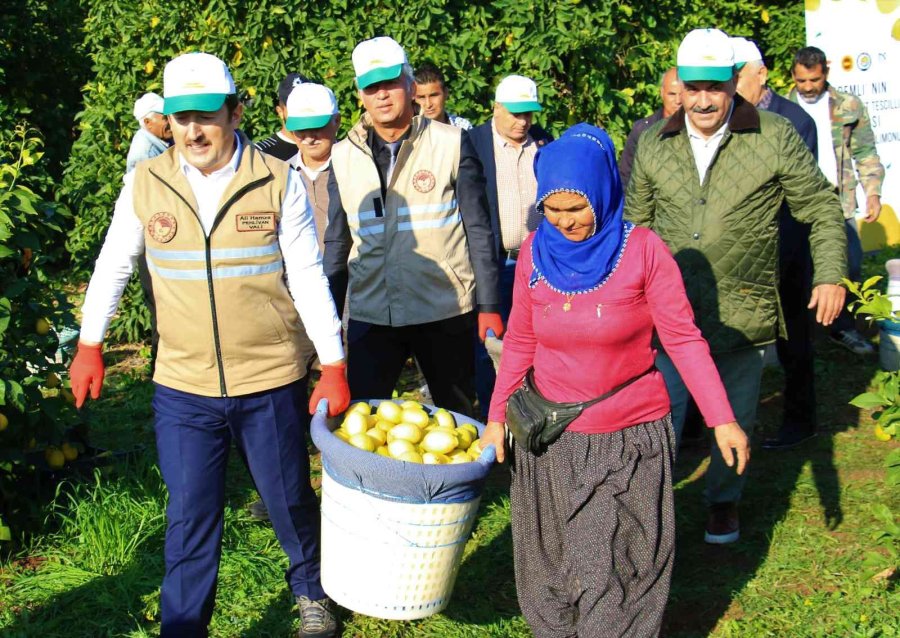 Limonun Başkentinde ’yoğun Hasat’ Dönemi: Vali Makası Eline Aldı, Kestiği Limonları Küfeyle Taşıdı