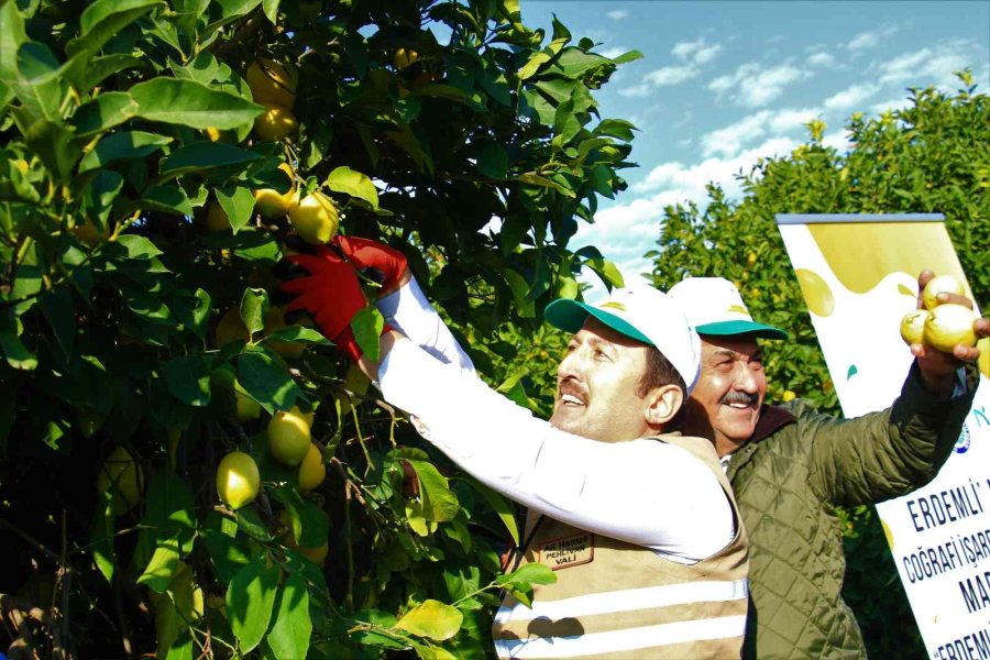 Limonun Başkentinde ’yoğun Hasat’ Dönemi: Vali Makası Eline Aldı, Kestiği Limonları Küfeyle Taşıdı