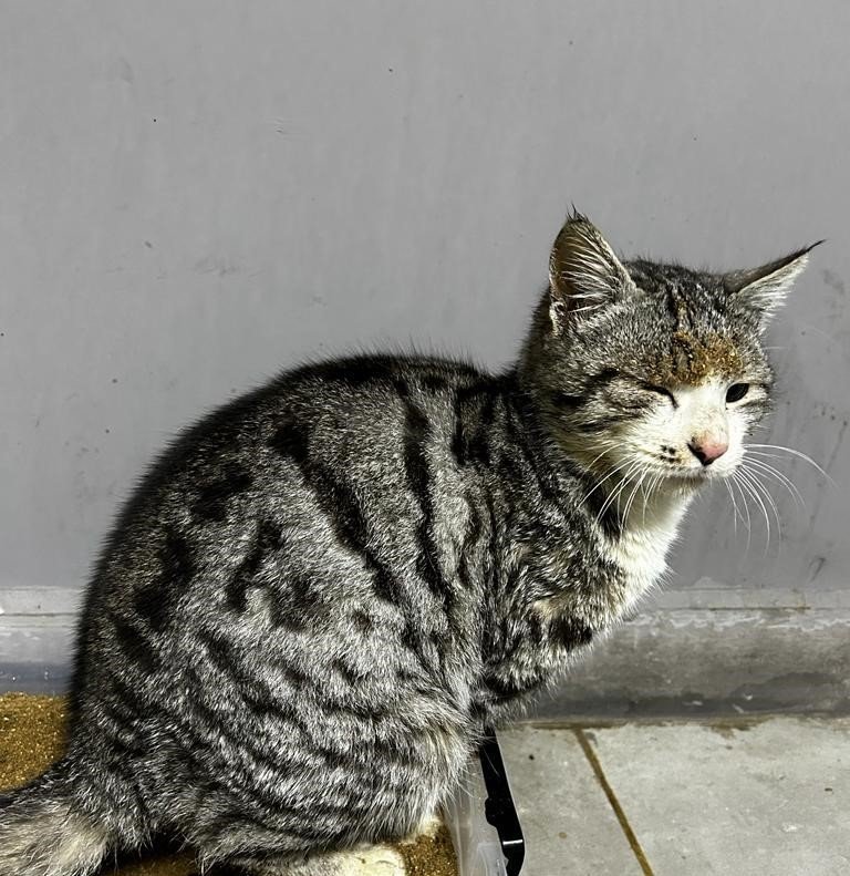 Hasta Kedi Akşehir Belediyesi Tarafından İyileştirildi