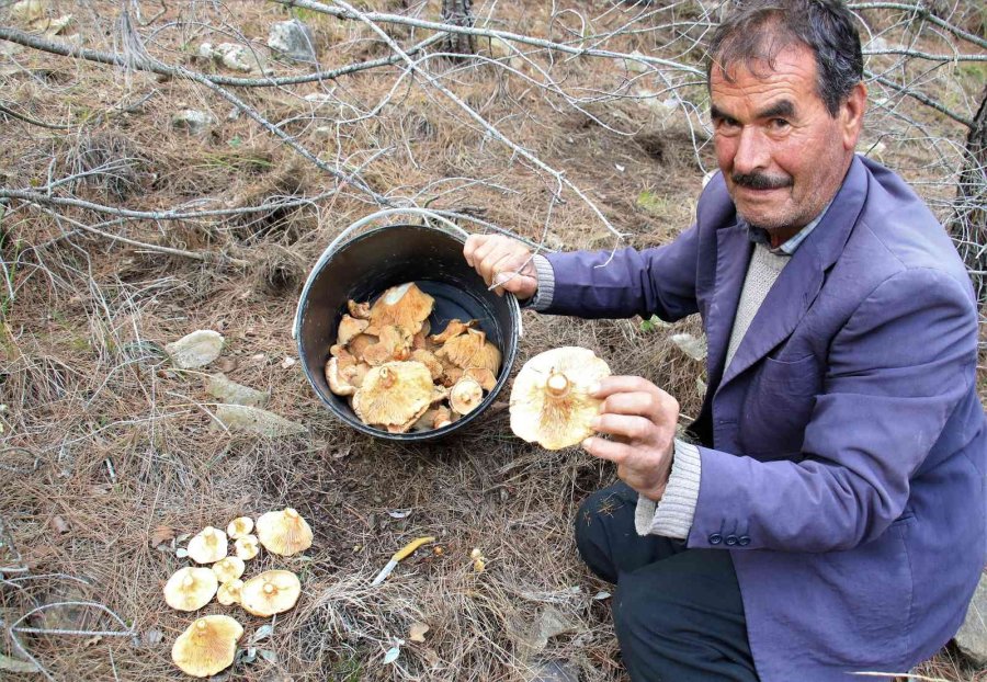 Ormanın Bereketi "kanlıca Mantarı"