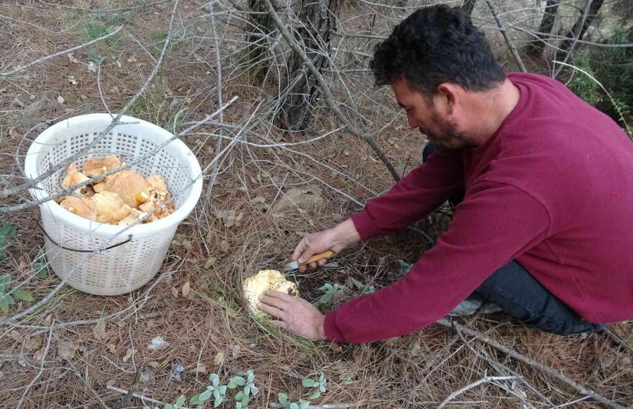 Ormanın Bereketi "kanlıca Mantarı"